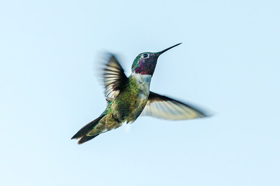 algoritmo colibri