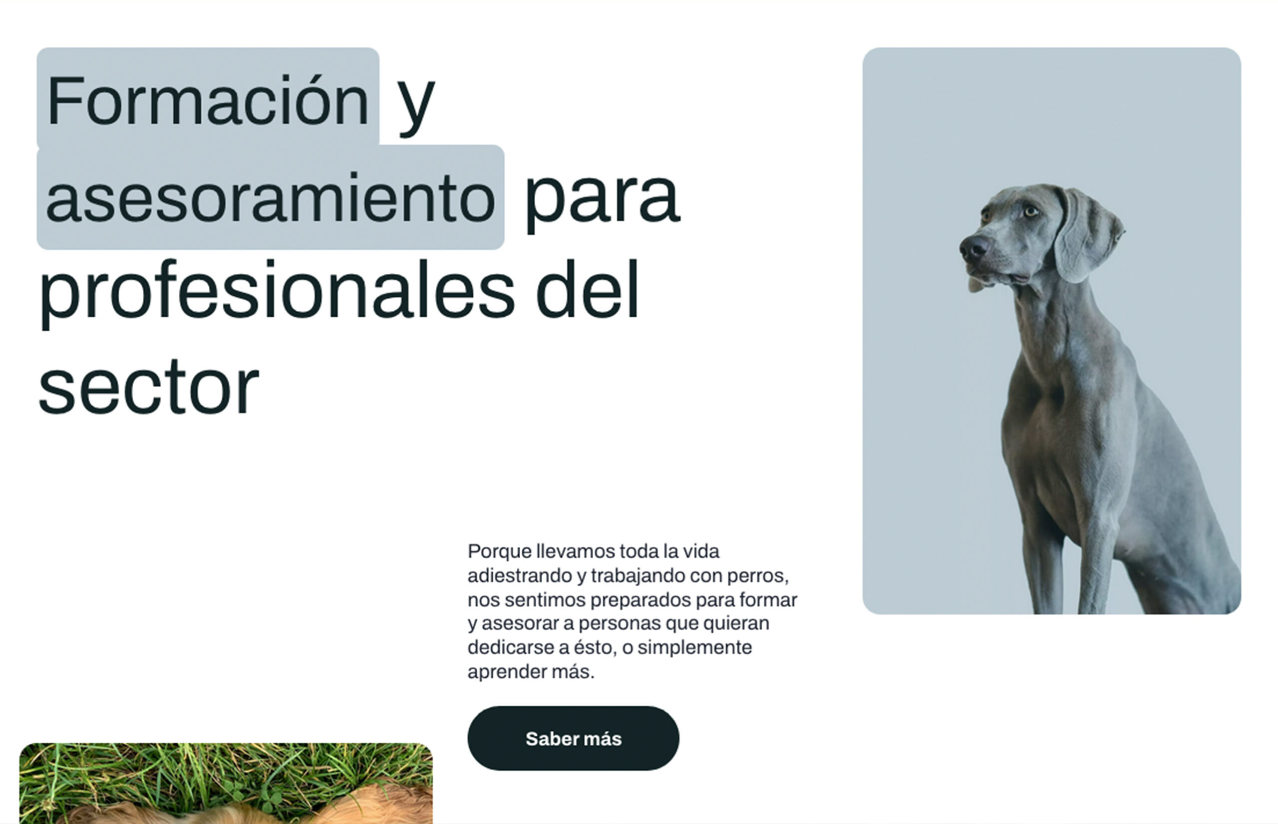▷ Ejemplo de página web para Centro Canino [A medida]
