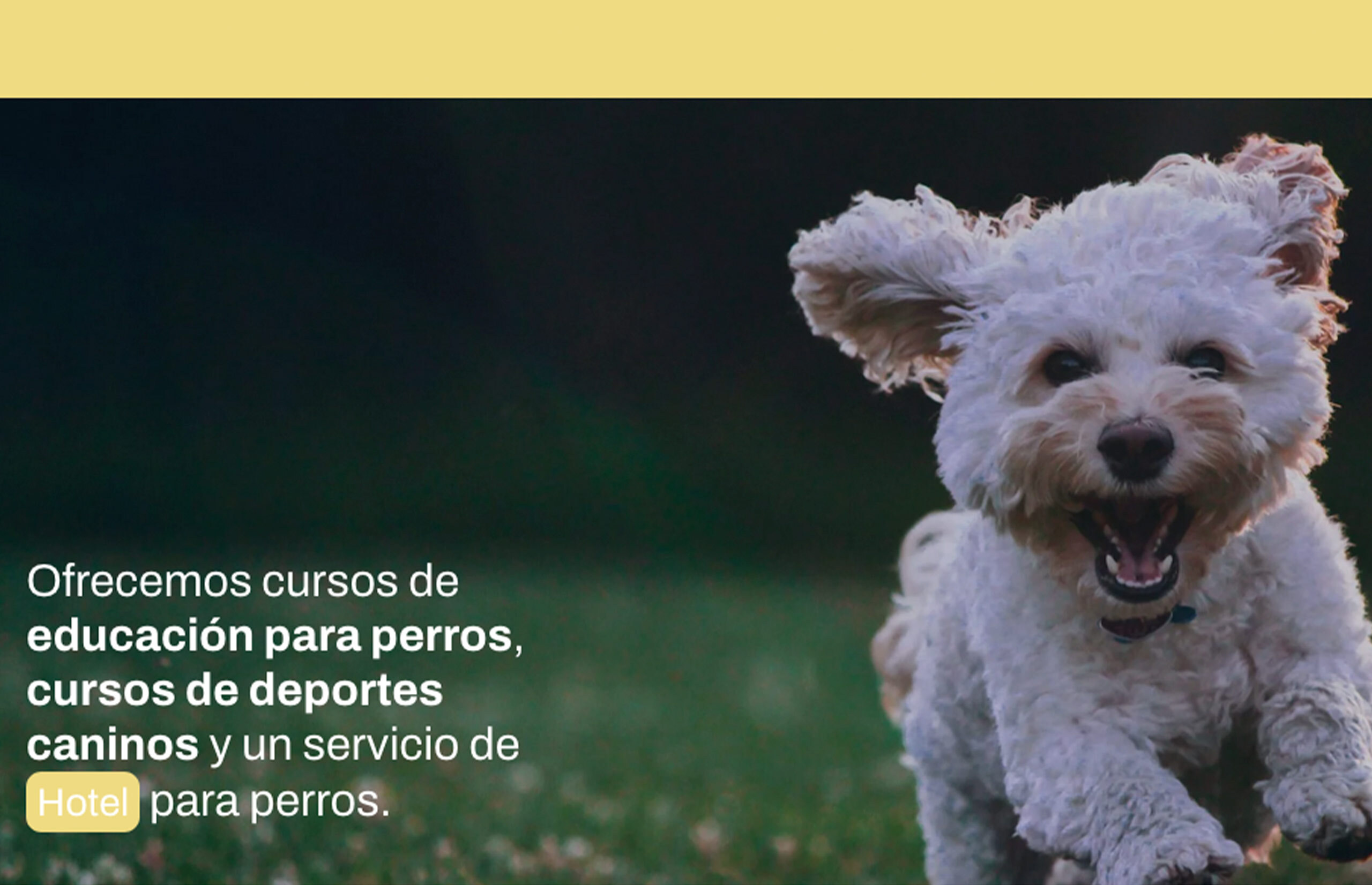▷ Ejemplo de página web para Centro Canino [A medida]