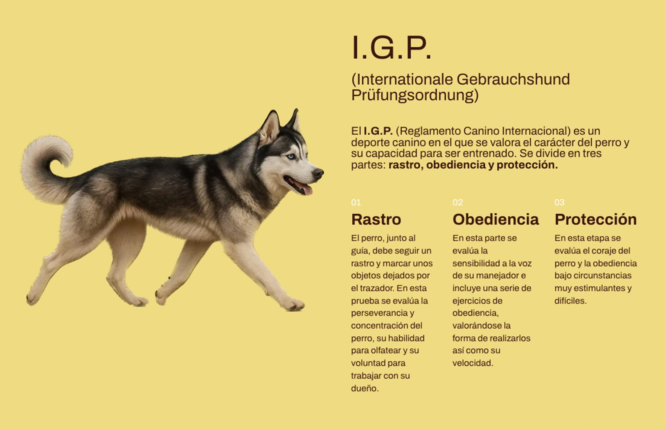 ▷ Ejemplo de página web para Centro Canino [A medida]